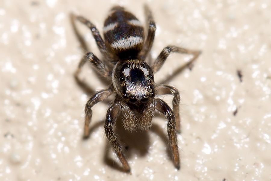 Zebraspringspinne