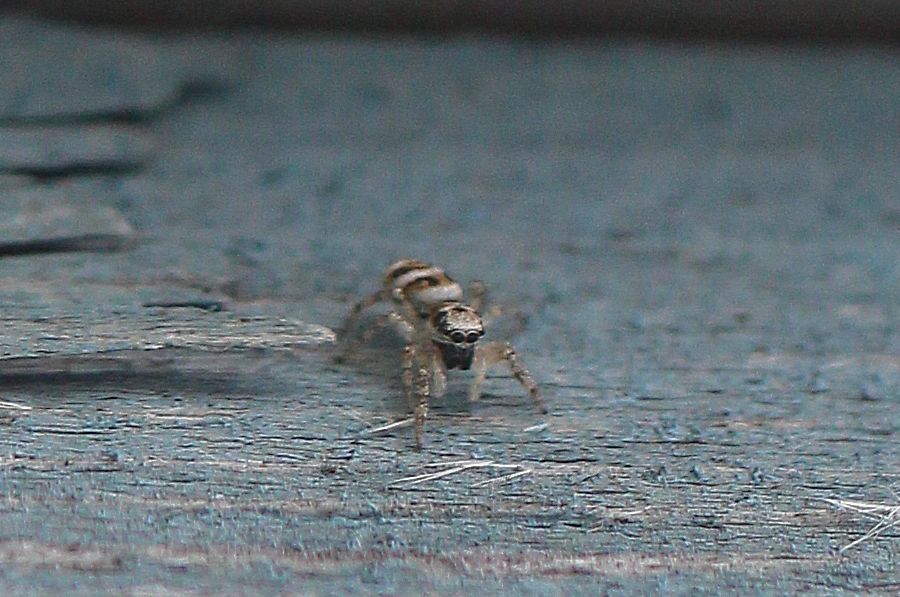 Zebraspringspinne