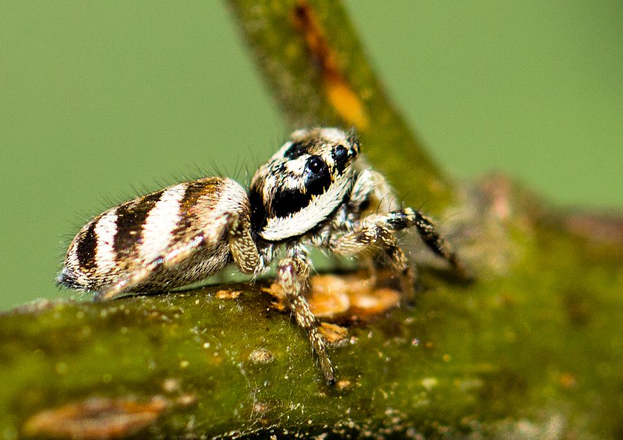 Zebraspringspinne Körperlänge ca 5mm