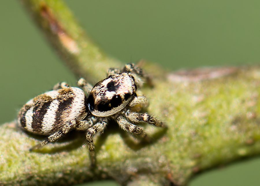 Zebraspringspinne Länge ca 5mm