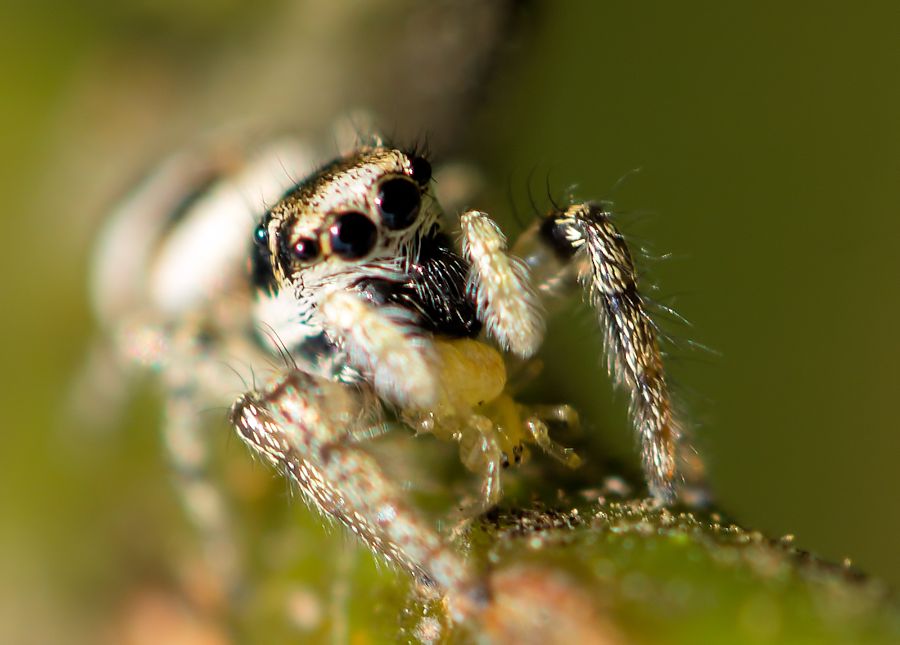 Zebraspringspinne beim essen