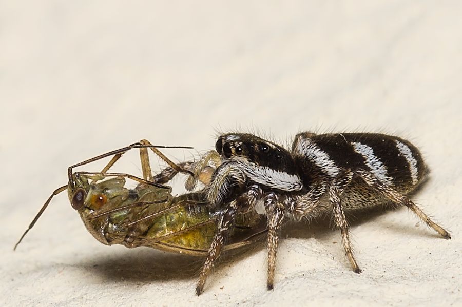 Zebraspringspinne mit Beute