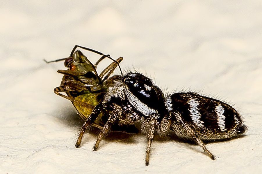 Zebraspringspinne mit Beute