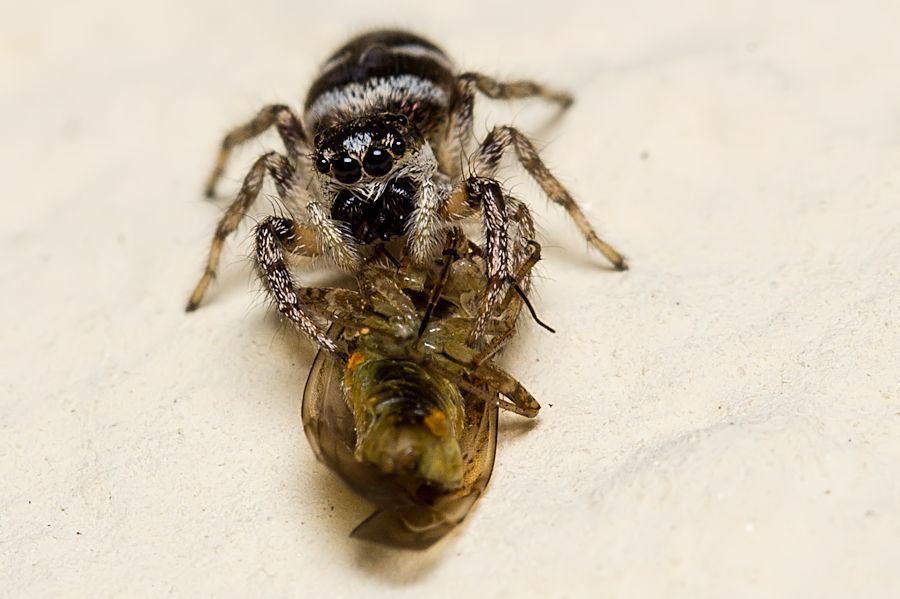 Zebraspringspinne mit Beute