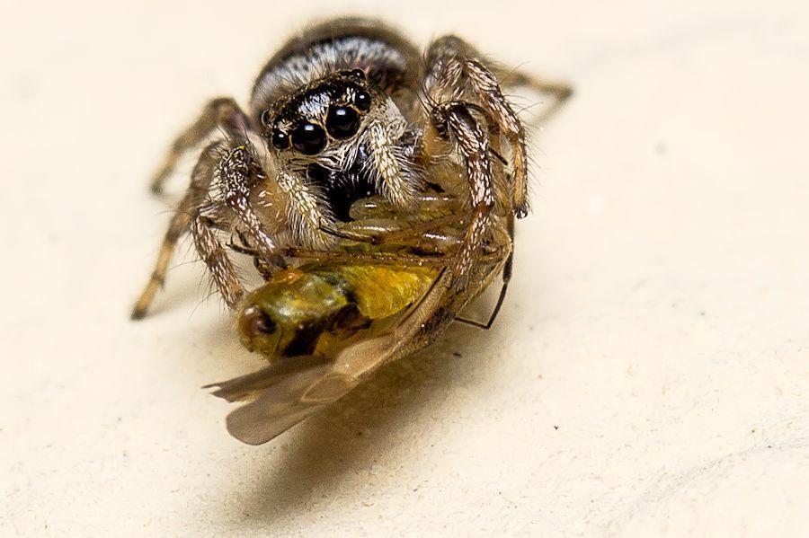 Zebraspringspinne mit Beute