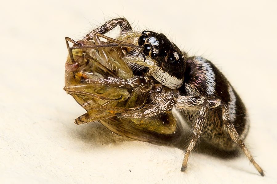 Zebraspringspinne mit Beute