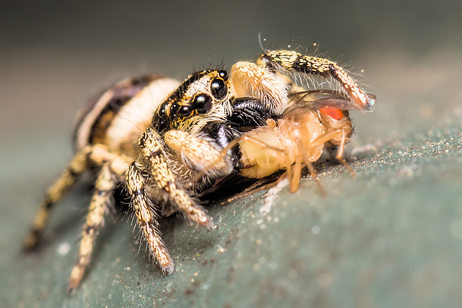 Zebraspringspinne mit Beute