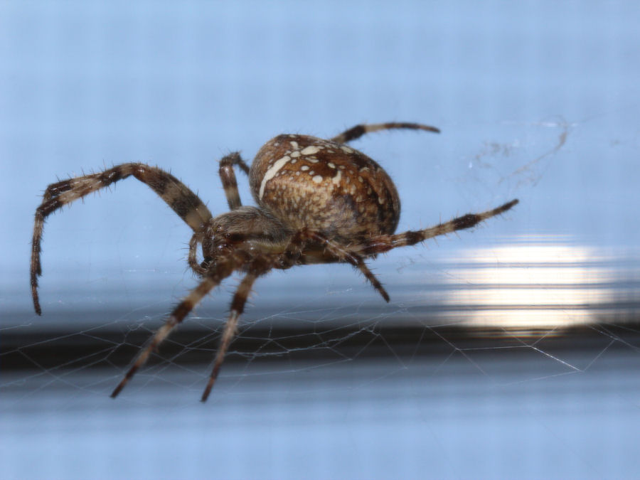 fette Spinne Hinterteil ca 15mm
