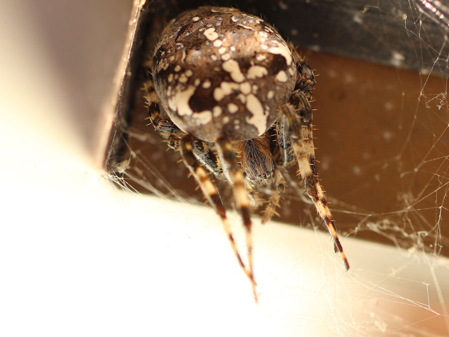 fette Spinne Hinterteil ca 15mm
