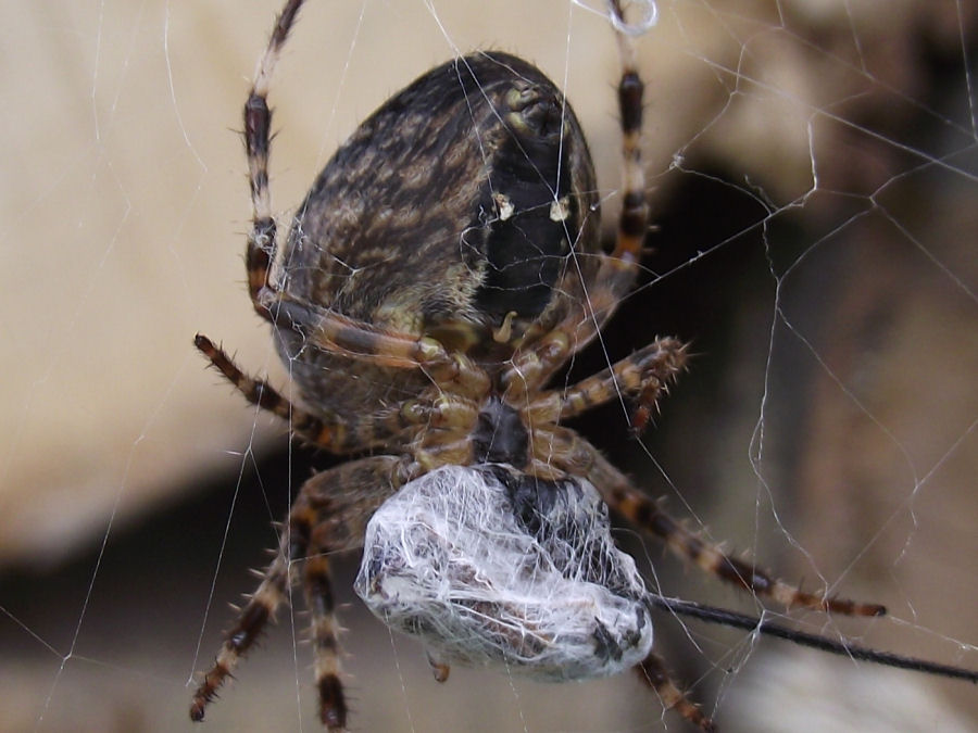 fette Spinne mit Beute