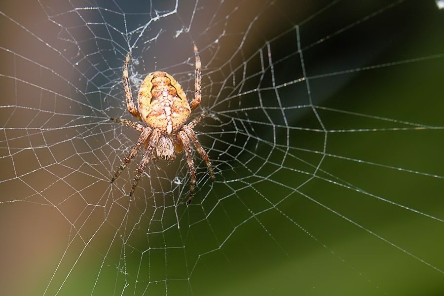 kleine Kreuzspinne