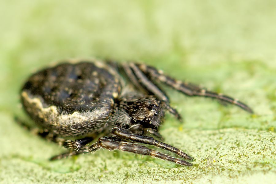 kleine Spaltenkreuzspinne