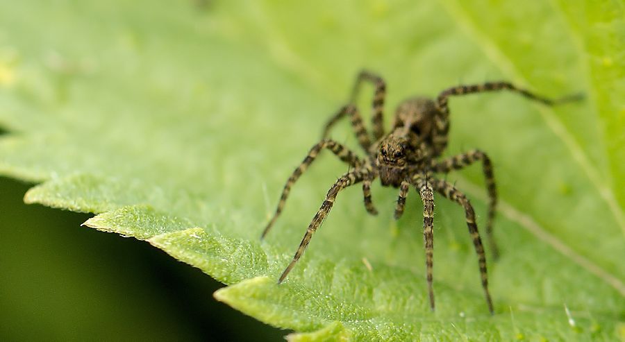 kleine Spinne