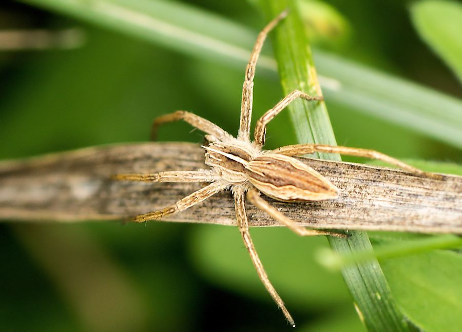 kleine Spinne