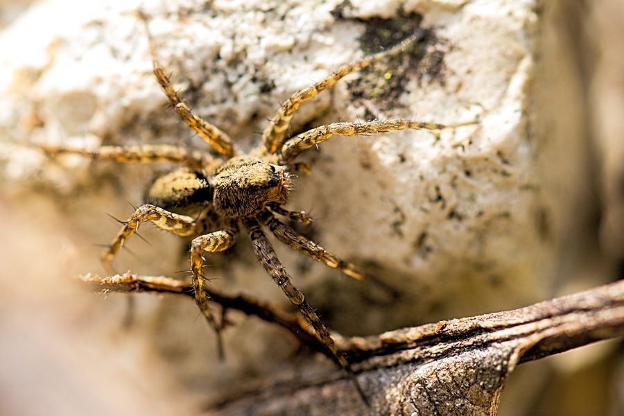 kleine Spinne