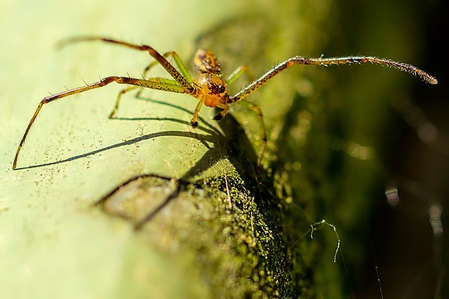 kleine Spinne