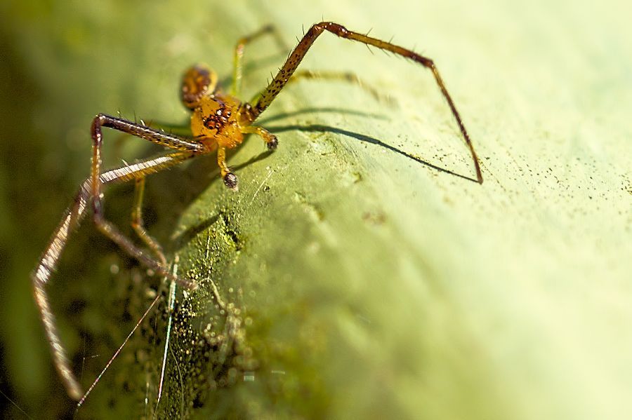 kleine Spinne