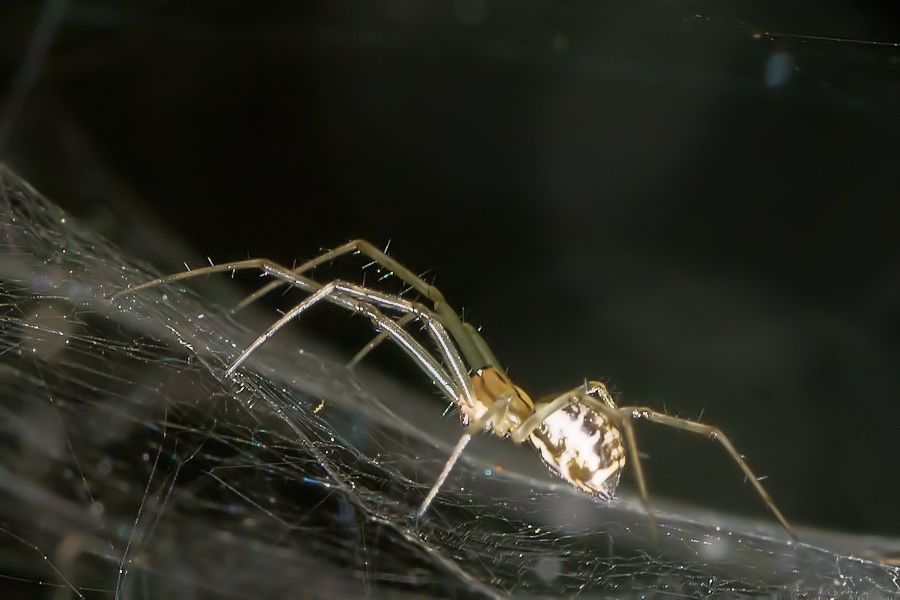 kleine Spinne