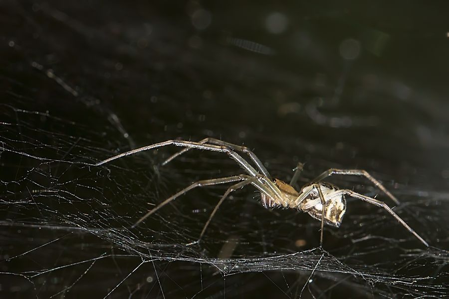 kleine Spinne
