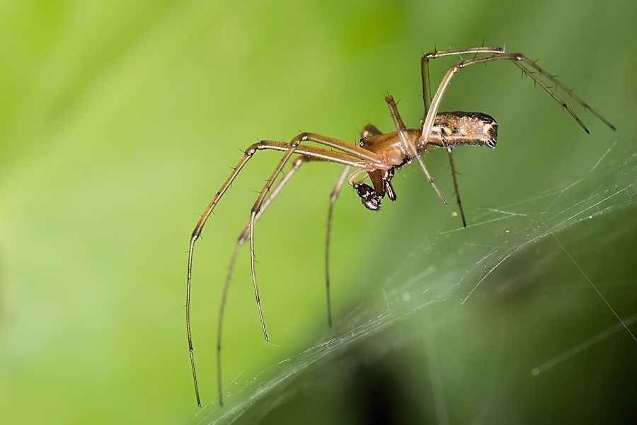 kleine Spinne