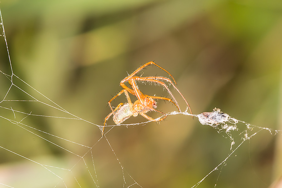 kleine Spinne