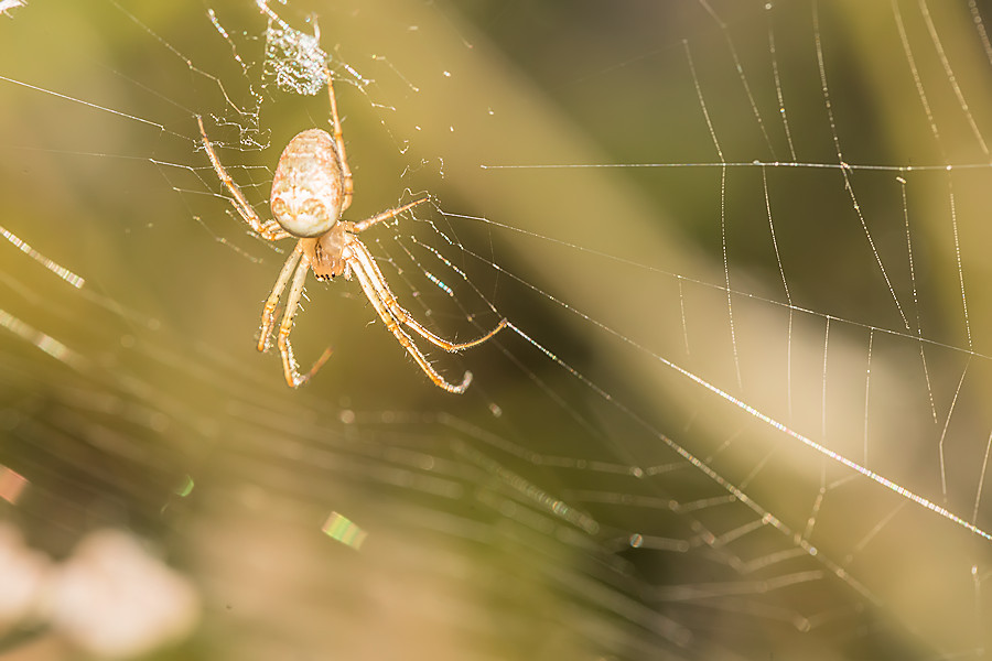 kleine Spinne