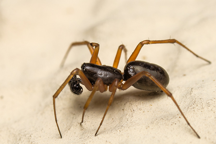 kleine Spinne