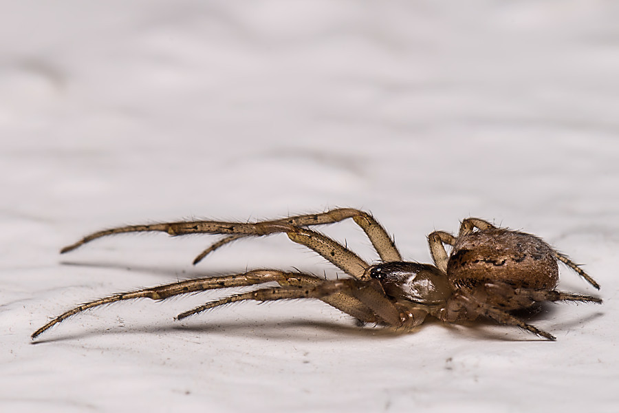 kleine Spinne