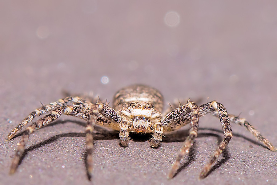 kleine Spinne