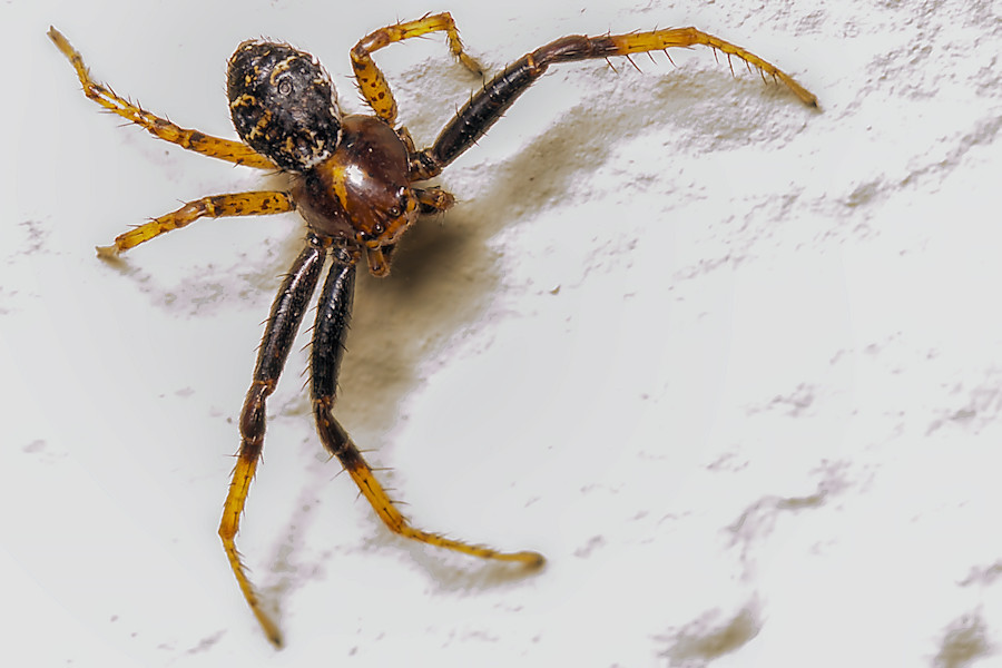 kleine Spinne