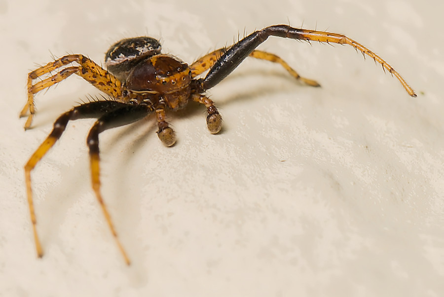 kleine Spinne