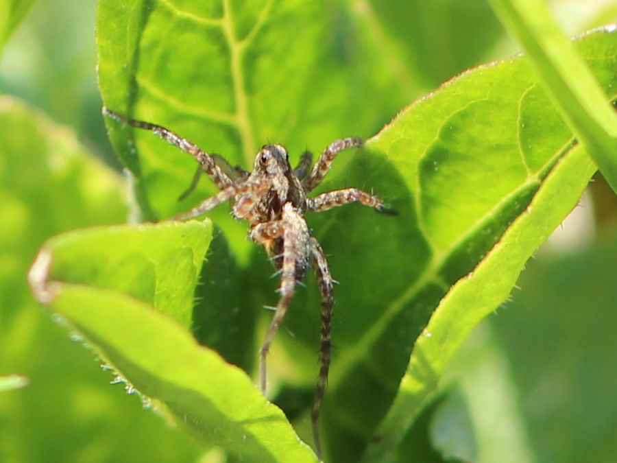 kleine Spinne