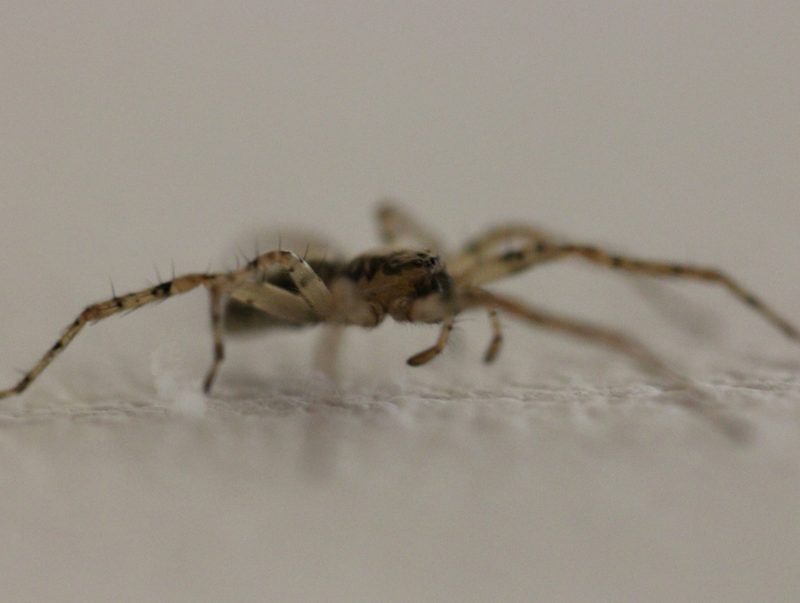 kleine Spinne