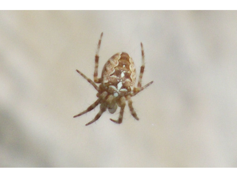 kleine Spinne
