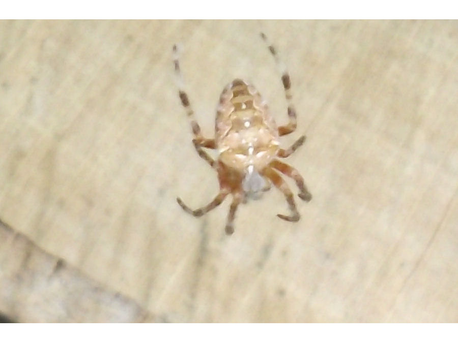 kleine Spinne