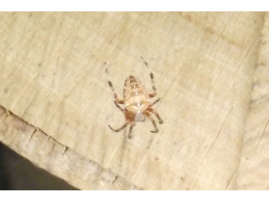 kleine Spinne