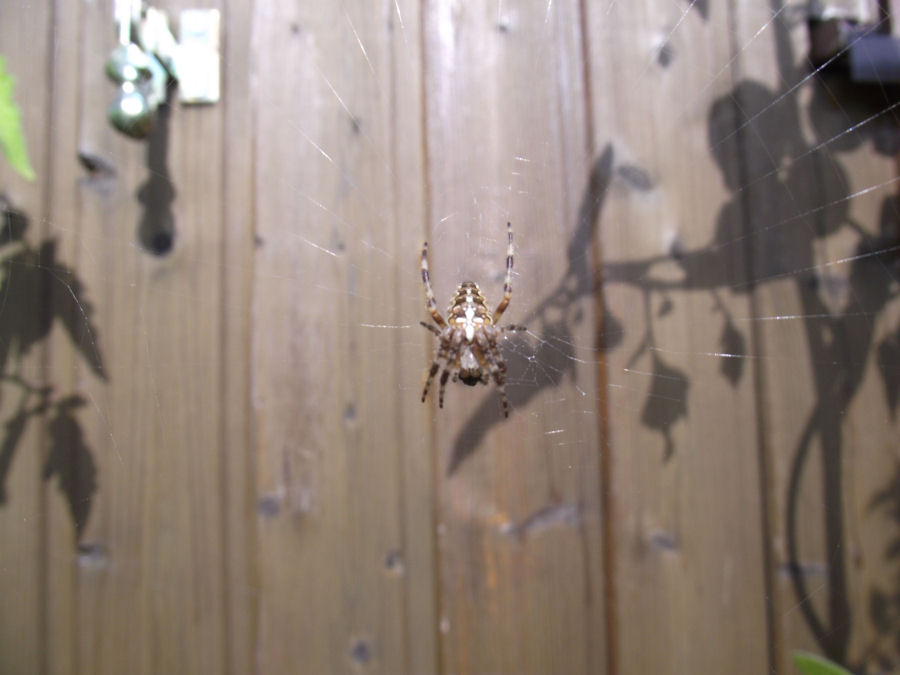 kleine Spinne