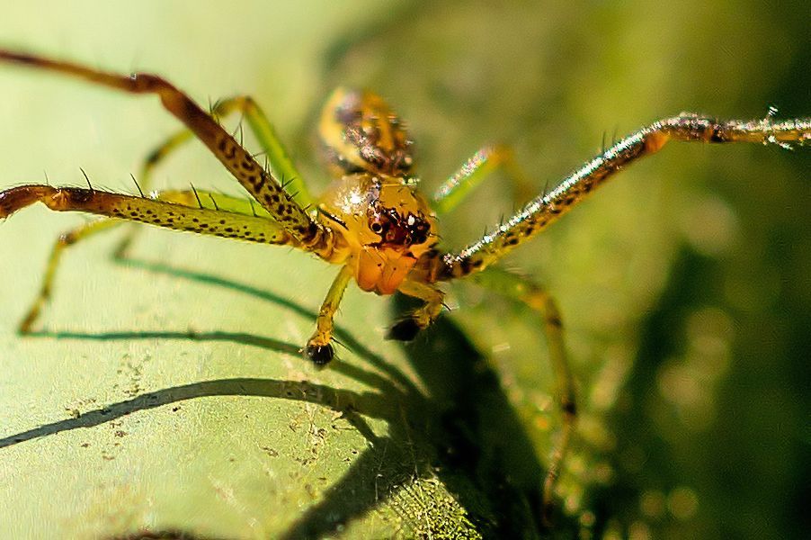 kleine Spinne Kopf