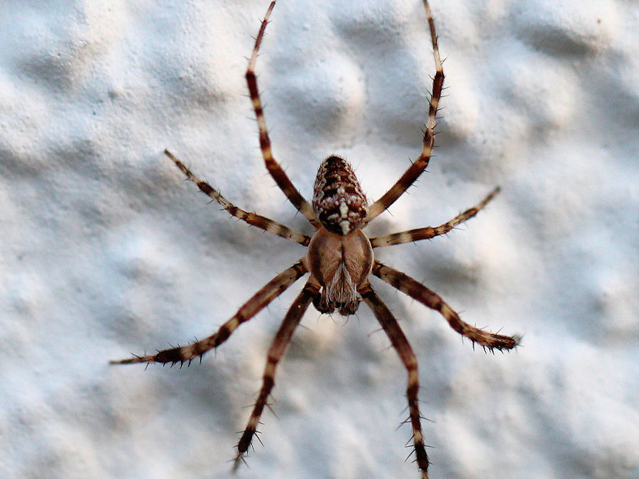 kleine Spinne Länge ca 10mm