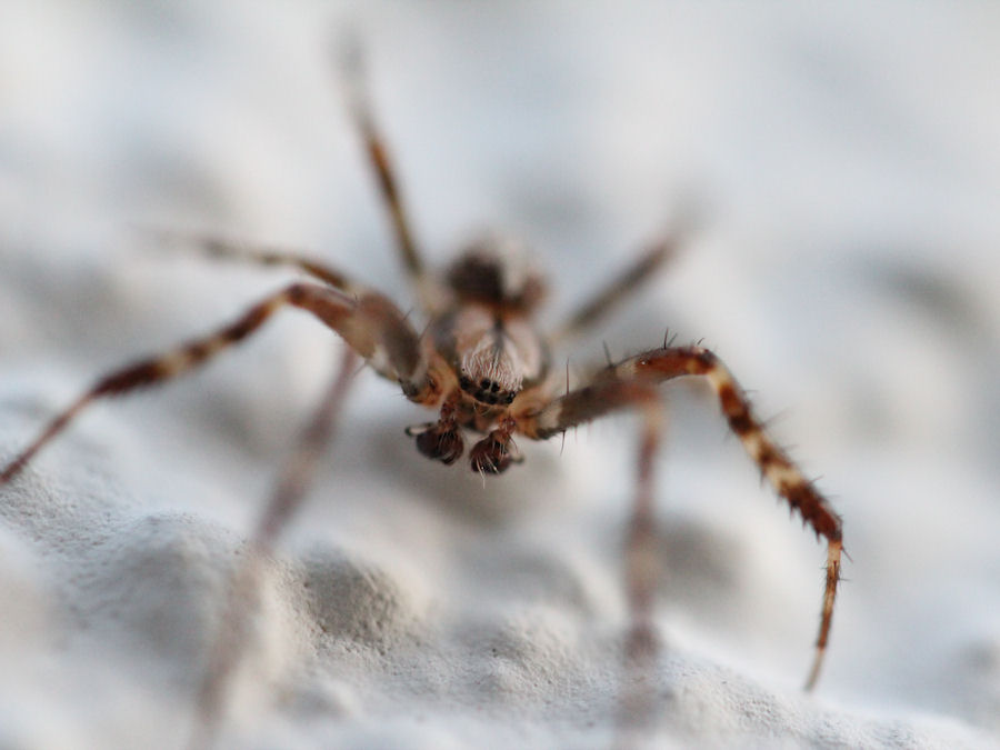 kleine Spinne Länge ca 10mm