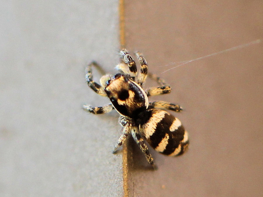 kleine Spinne Länge ca 3mm