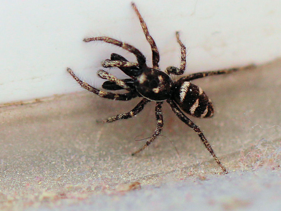 kleine Spinne Länge ca 5mm