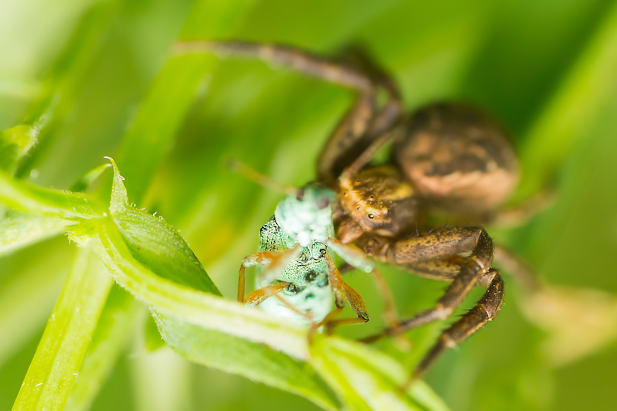 kleine Spinne beim Abendessen