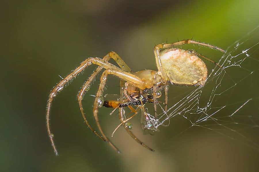 kleine Spinne beim essen