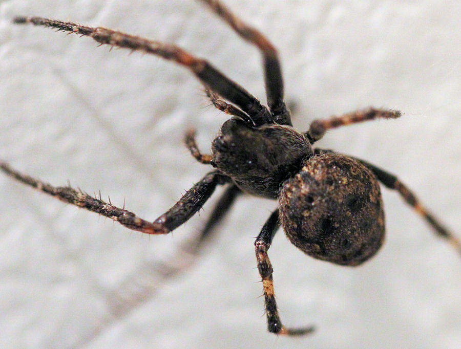 kleine Spinne ca 10mm