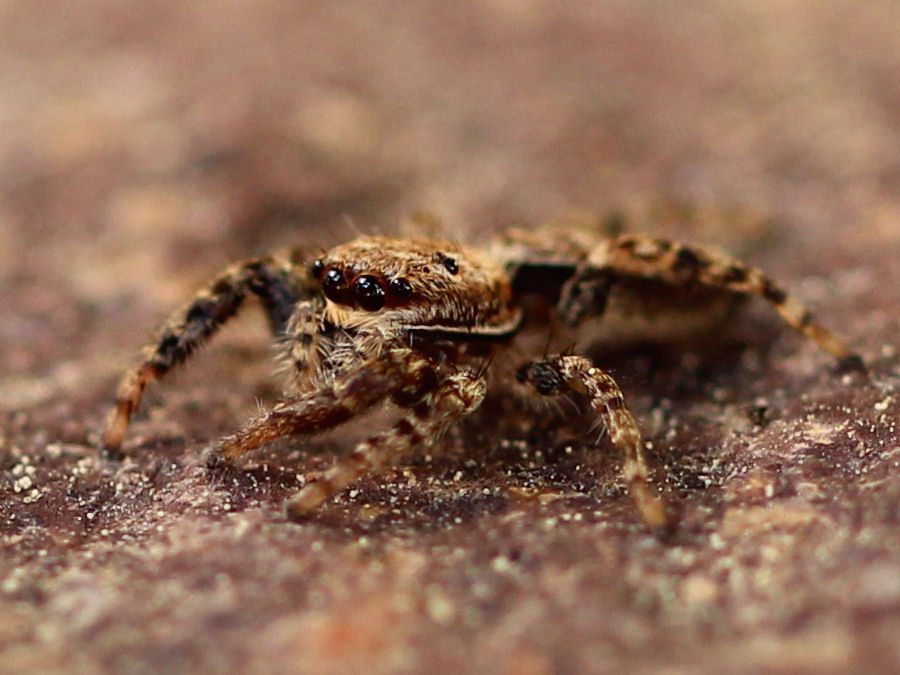 kleine Spinne länge ca 5mm