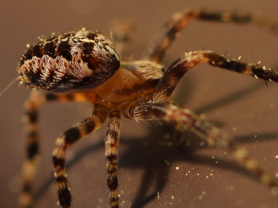 kleine Spinne länge ca 5mm