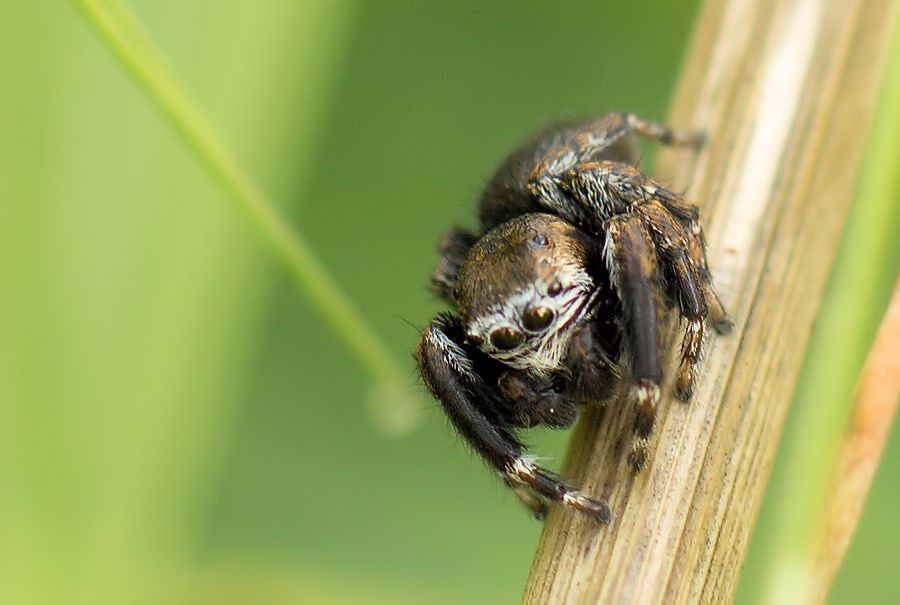 kleine Springspinne