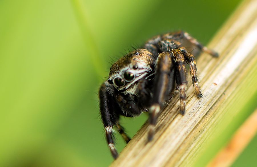 kleine Springspinne