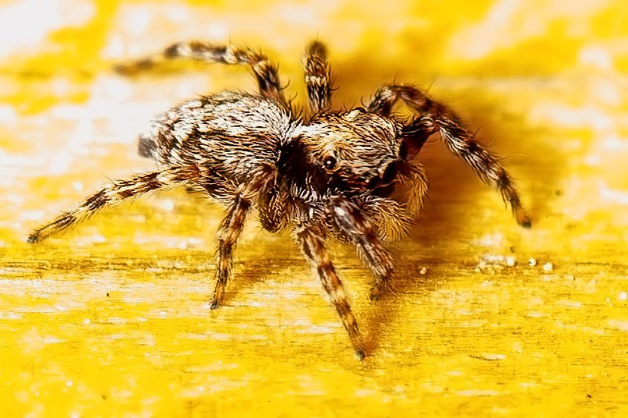 kleine Springspinne